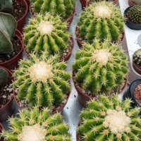 Echinocactus grusonii var. brevispinus, снимка 1 - Стайни растения - 40733013