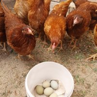 Яйца от кокошка Великденска носачка XL, снимка 4 - други­ - 44279674
