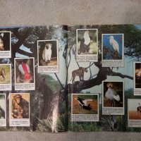 Албум стикери - Животните по света -Animals of the world 1989 from Panini, снимка 4 - Други - 38717419