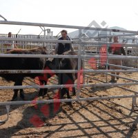 Прегради за крави HF 4, снимка 2 - За селскостопански - 34654858