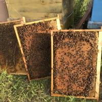 Пчелни отводки, снимка 1 - Пчелни продукти - 44738023