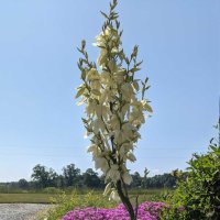 Градинска Юка - Yucca Filamentosa bright edge, снимка 7 - Градински цветя и растения - 42704280