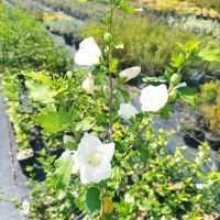 Дървовидна Ружа, Hibiscus syriacus, бял и лилав, снимка 3 - Градински цветя и растения - 41482726