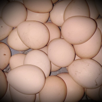 Яйца от свободно отглеждани гвинейски птици ограничено количество  , снимка 1 - Други - 36503818