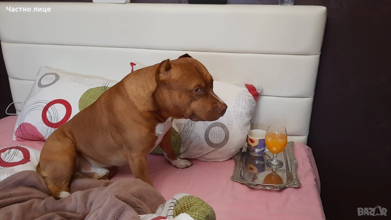 Търсим приятелка за Макс 5г. стаф, снимка 1