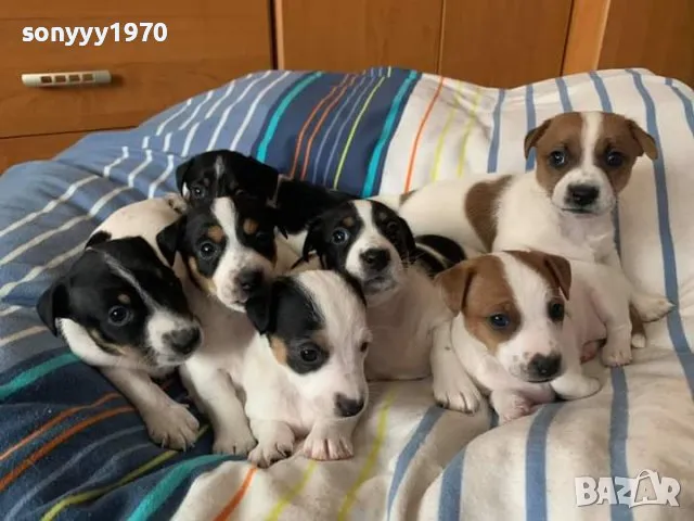 КУЧЕНЦА ДЖАК-БЕБЕТА 250ЛВ ЗА КУТРЕ 1202251745, снимка 1