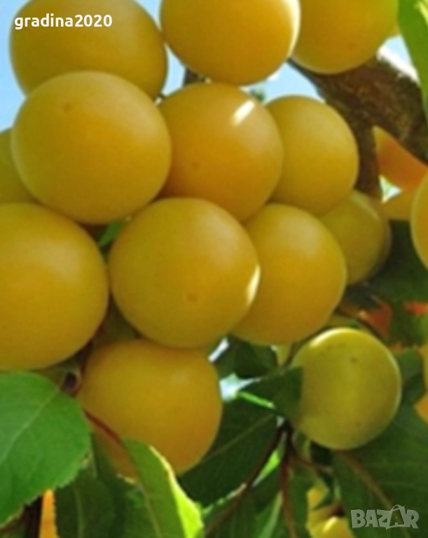 Руска слива „ Афъзка Жълта “, снимка 1