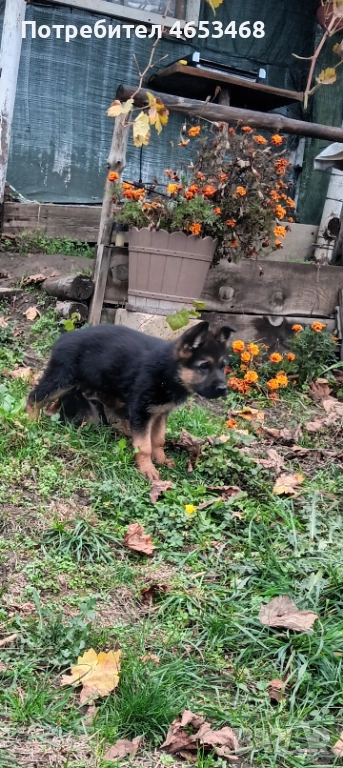 Немска овчарка , снимка 1