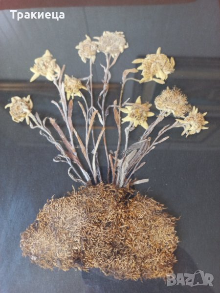 Еделвайс хербарий-уникат, снимка 1