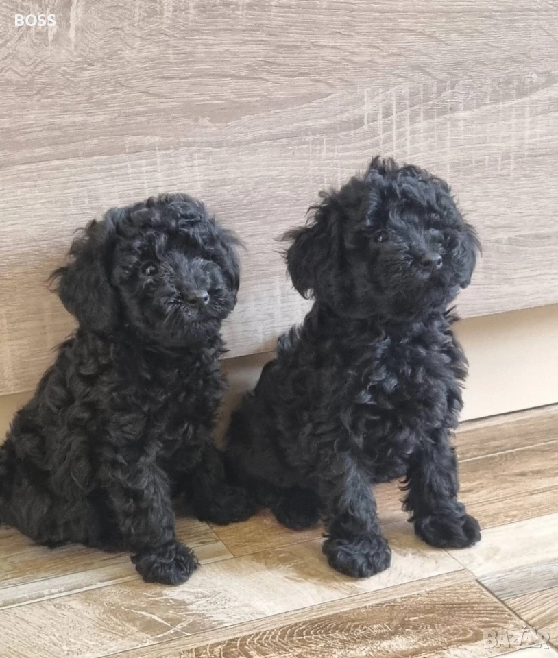 Той Пудел Мини Пудел, снимка 1