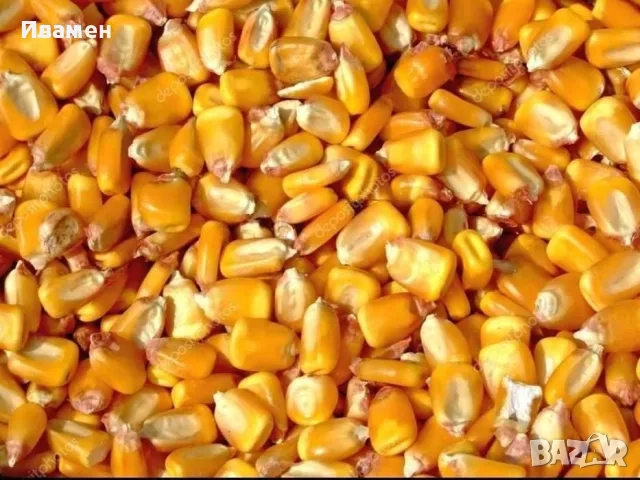 Продавам царевица , снимка 1