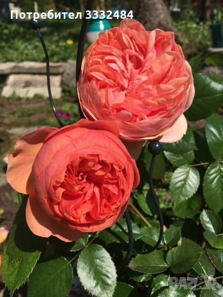 Роза 17, снимка 1