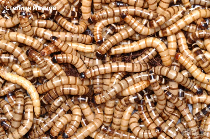 Супербрашнен червей, кралски червей, морио (Zophobas morio), снимка 1