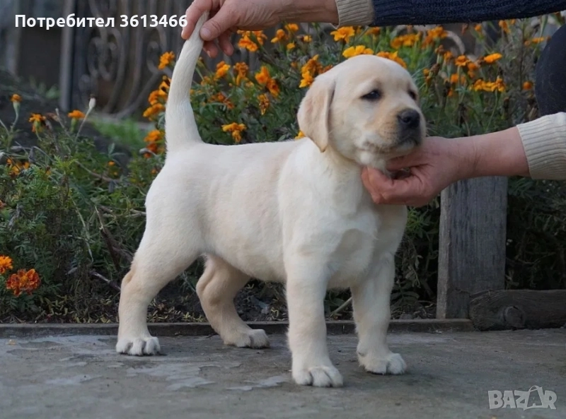 Чистокръвни Лабрадор ретривър женски и мъжки, снимка 1