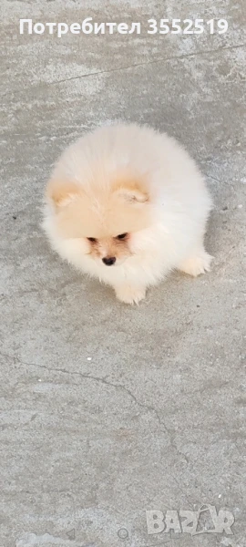 Продавам Померан , снимка 1