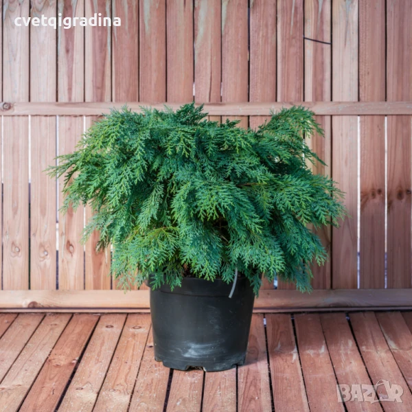 Chamaecyparis lawsoniana ‘Globosa’(Кипраис Глобоза), снимка 1