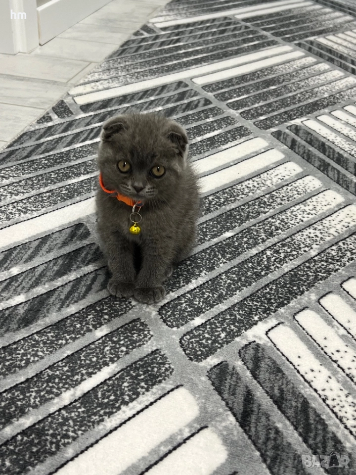 Шотландско клепоухо, снимка 1