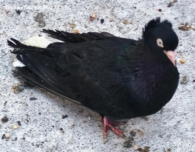 Чифт Паламарски гълъби , снимка 1