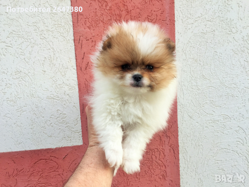 Померан , снимка 1