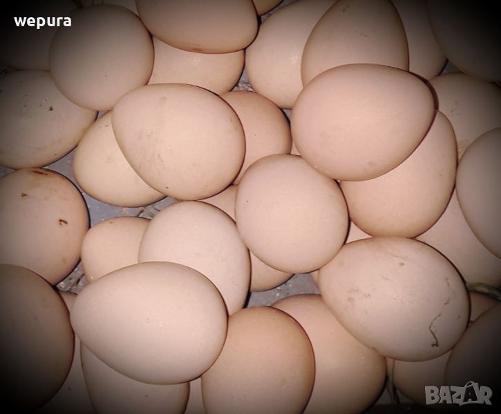 Яйца от свободно отглеждани гвинейски птици ограничено количество  токачки, снимка 1