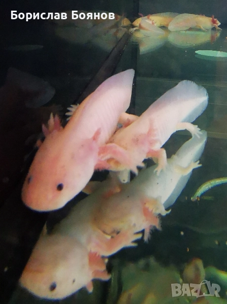 Аксолотъл бял / Мексиканска амбистома 15-20см, снимка 1