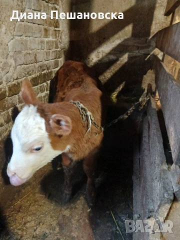 Женско теле, снимка 2 - Крави - 53562879