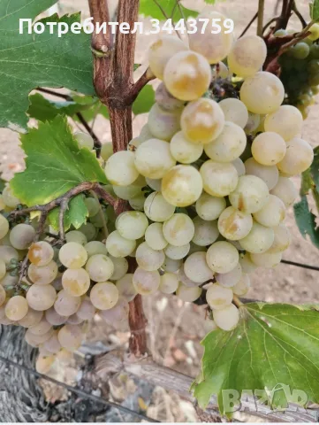 Продавам грозде, снимка 2 - Домашни продукти - 55937705