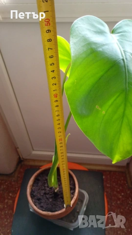 Филодендрон, снимка 2 - Стайни растения - 53229139