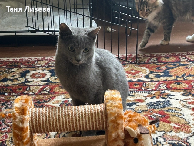 Подарявам котенца, снимка 9 - Руска синя котка - 52462285