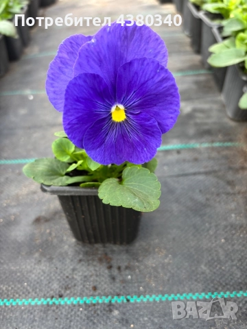 Едроцветни теменужки, снимка 4 - Градински цветя и растения - 52542236