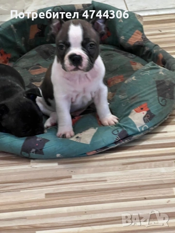 Френски булдочета (мъжки), снимка 2 - Френски булдог - 53571519