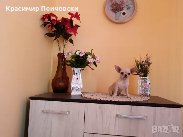 женско чихуахуа , снимка 2 - Чихуахуа - 55907974