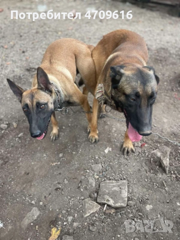 Белгийски овчарки, снимка 5 - Белгийска овчарка - 53106524