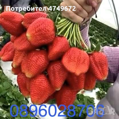 Качествен разсад  , снимка 6 - Разсади - 53770381