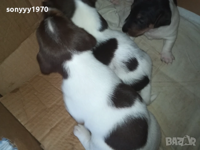 ПРОДАВАМЕ КУТРЕТА-ДЖАК РЪСЕЛ 250ЛВ ЗА 1БР 0309250738, снимка 8 - Джак ръсел териер - 51587007