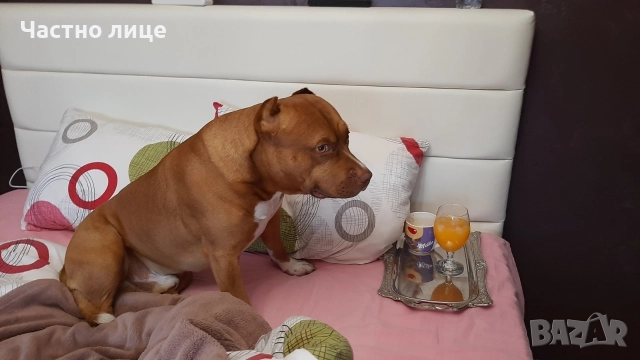 Търсим приятелка за Макс 5г. стаф, снимка 8 - Американски стафордширски териер - 52591461