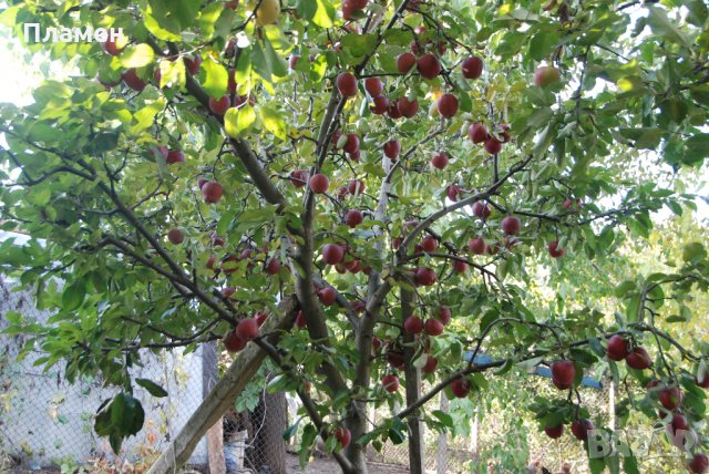 Ябълков оцет -домашен,натурален,отлежал,реколта 2023г., снимка 4 - Домашни продукти - 23022619