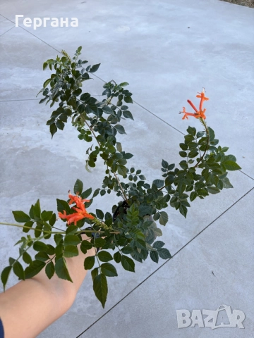Текома Capensis, снимка 2 - Градински цветя и растения - 56371251