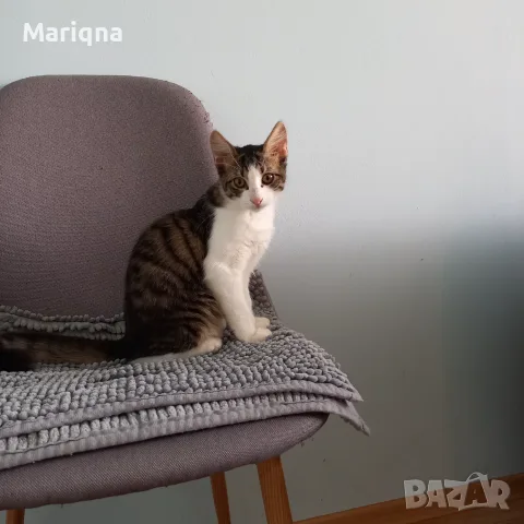 Подарявам мъжко котенце, снимка 2 - Други - 55825234