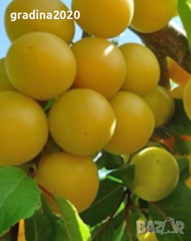 Руска слива „ Афъзка Жълта “