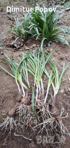 Есенен минзухар, снимка 4 - Сортови семена и луковици - 39909900