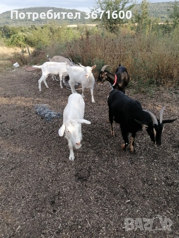 Женски и мъжки ярета, снимка 3 - Кози - 53419207