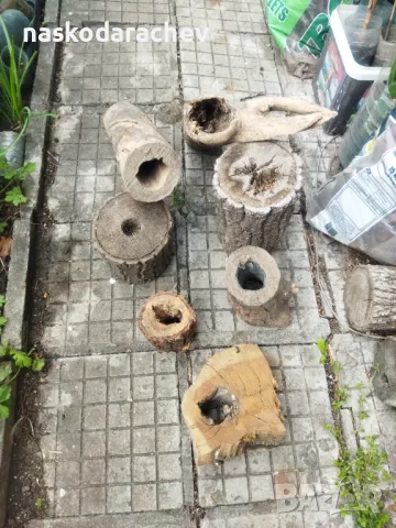 Пън, пънове, дънери с естествени дупки и без - за саксии, кашпи, декорация, снимка 10 - Саксии и кашпи - 27513634