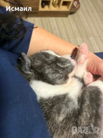 Здравейте малко мъжко кученце Акита, снимка 9 - Акита ину - 53844541