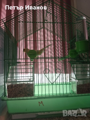 Канарчета млади 2025г. и 2024г., снимка 5 - Канари - 52541500