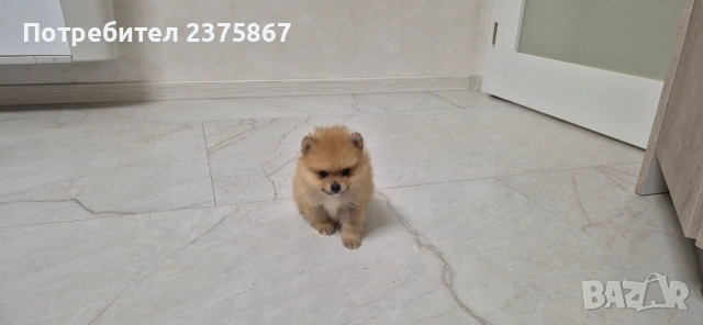 2 мъжки померанчета,померан, снимка 4 - Померан - 52910350