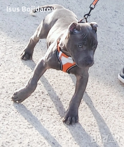 американски були , снимка 2 - Английски булдог - 53262264