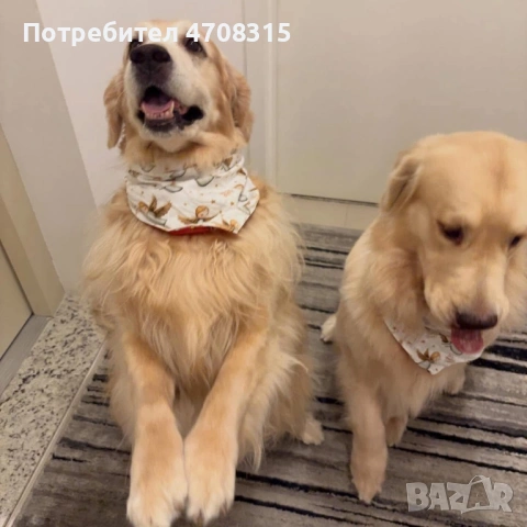 Голдън ретривър момче родословен баща, снимка 8 - Голдън ретривър - 53536782