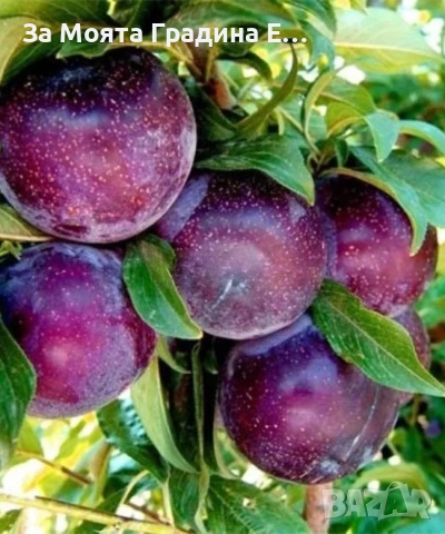 Слива сорт анджелино - Едра