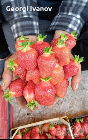  ягуди и малини, снимка 8 - Разсади - 53695437